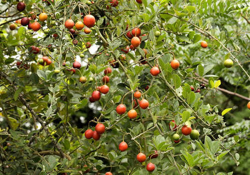 Woolly Caperbush