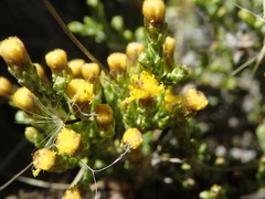 Helichrysum parvifolium