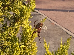 Neoscona orizabensis