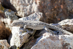 Mediodactylus russowii