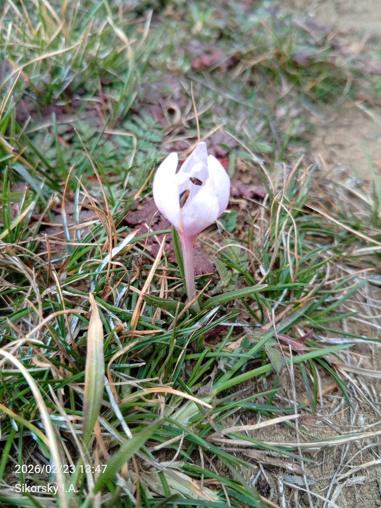 Colchicum triphyllum, Заводское, Крым