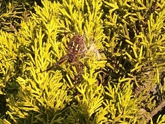 Neoscona orizabensis