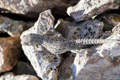 Mediodactylus russowii