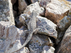 Mediodactylus russowii