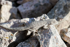 Mediodactylus russowii