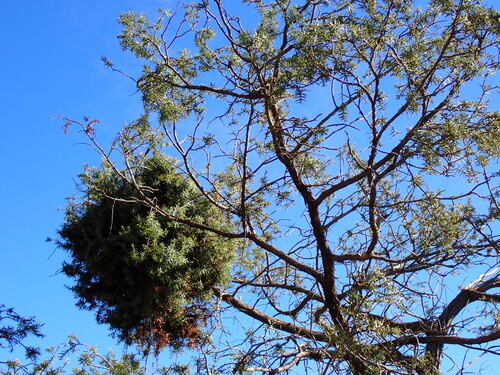 Cade juniper (Juniperus oxycedrus)
