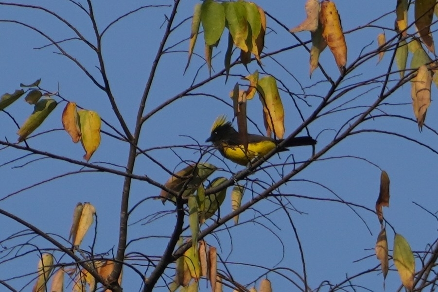 Sultan Tit (Melanochlora sultanea), photo 3