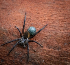 Diapontia anfibia