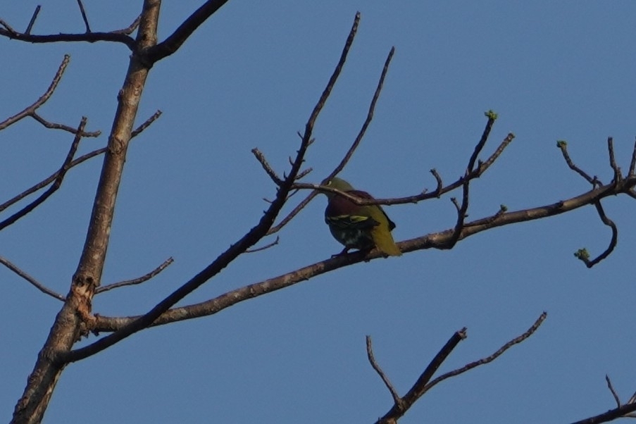 Thick-billed Green Pigeon (Treron curvirostra), photo 3