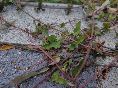 Ivy-like Merremia (Merremia hederacea)