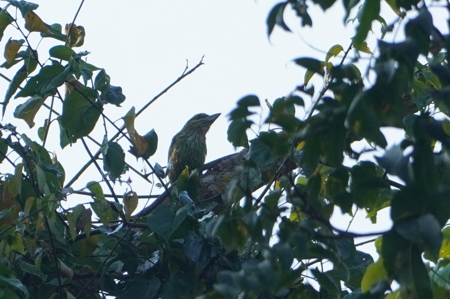 Green-eared Barbet (Psilopogon faiostrictus), photo 4