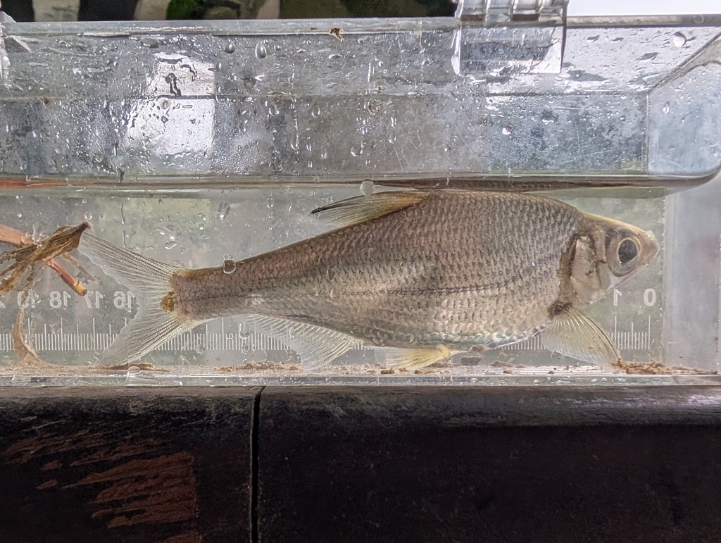 Largeeye bream (Sinibrama macrops) — Cyprinidae
