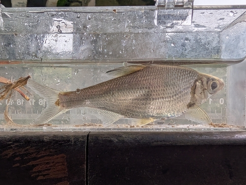 Largeeye bream (Sinibrama macrops) — Cyprinidae