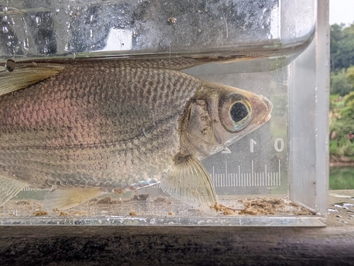 Largeeye bream (Sinibrama macrops) — Cyprinidae — 4