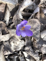 Crocus