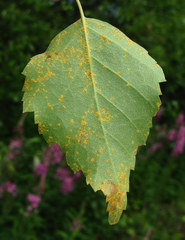 Melampsoridium betulinum