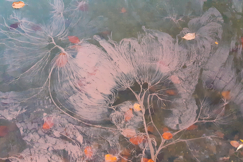 Planktothrix rubescens observed 2020-11-07