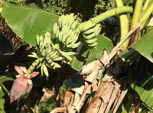 Plantain