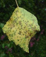 Melampsoridium betulinum