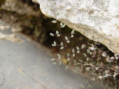 Argyrochosma microphylla