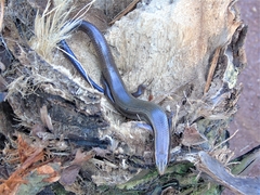 Plestiodon callicephalus