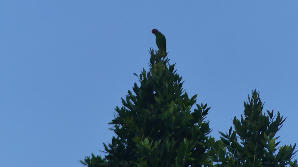 Red-cheeked Parrot (Geoffroyus geoffroyi)