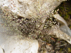 Argyrochosma microphylla