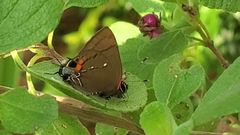 Electrostrymon angelia