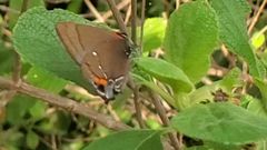 Electrostrymon angelia