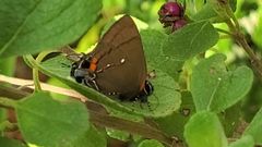 Electrostrymon angelia
