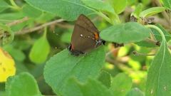 Electrostrymon angelia