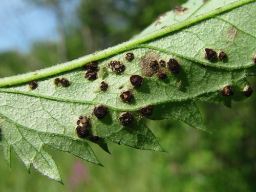 Puccinia veronicae-longifoliae