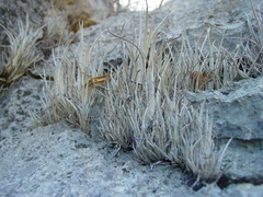 Tillandsia karwinskyana