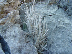 Tillandsia karwinskyana