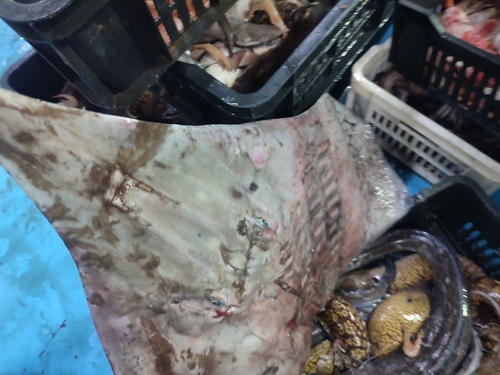 Longnosed skate (Dipturus oxyrinchus) — Rajidae