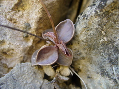 Lenophyllum obtusum