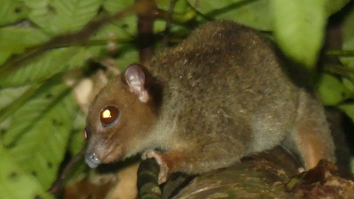 Pseudochirulus canescens