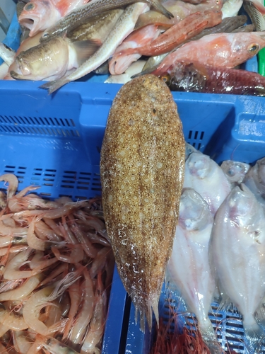 Klein's sole (Synapturichthys kleinii) — Soleidae