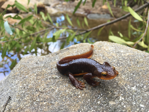 iNaturalist observation photo of California Newt