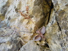 Lenophyllum obtusum