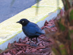 Euphagus cyanocephalus