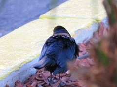 Euphagus cyanocephalus