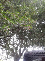 Haplocoelum foliolosum