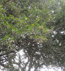 Haplocoelum foliolosum