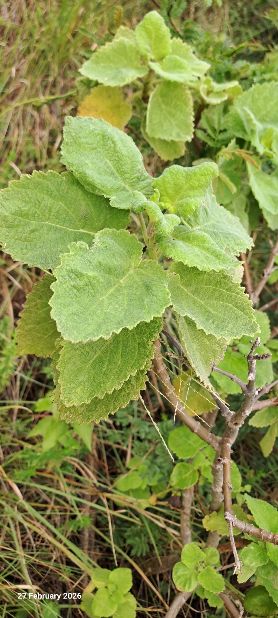 Ginger Bush (Tetradenia riparia)