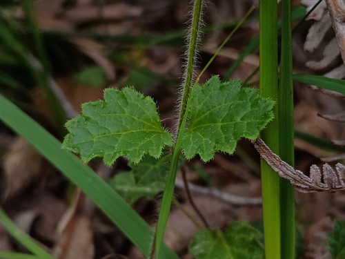 Veronica calycina, photograph 3