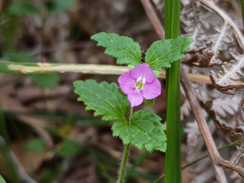 hairy speedwell (Veronica calycina)