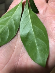 Coelospermum paniculatum