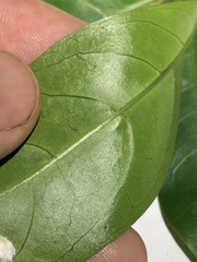 Coelospermum paniculatum