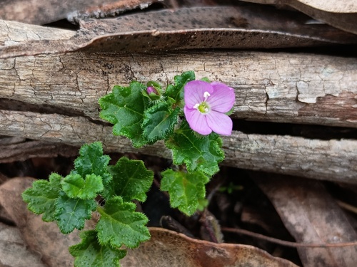 Veronica calycina, photograph 2